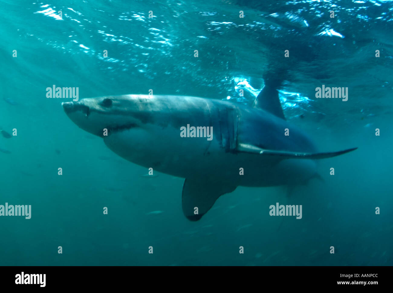 Top Ozean Raubtier Weißhai Unterwasser von Haikäfig Stockfoto