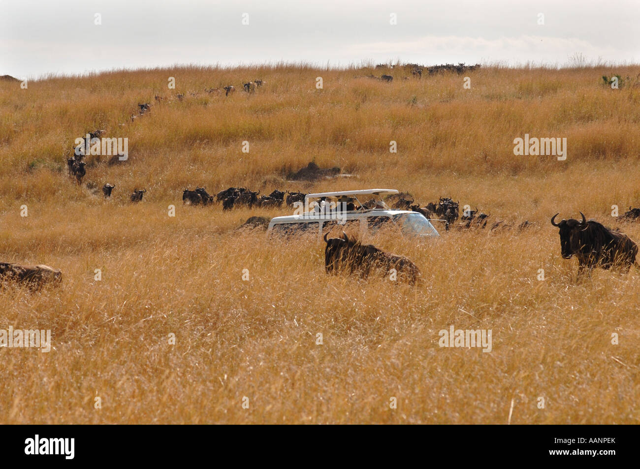 blau, gestromt Gnu, weißen bärtigen Gnus (Connochaetes Taurinus), Gnus, Touristenbus in Migration Herde von Gnus, K Stockfoto