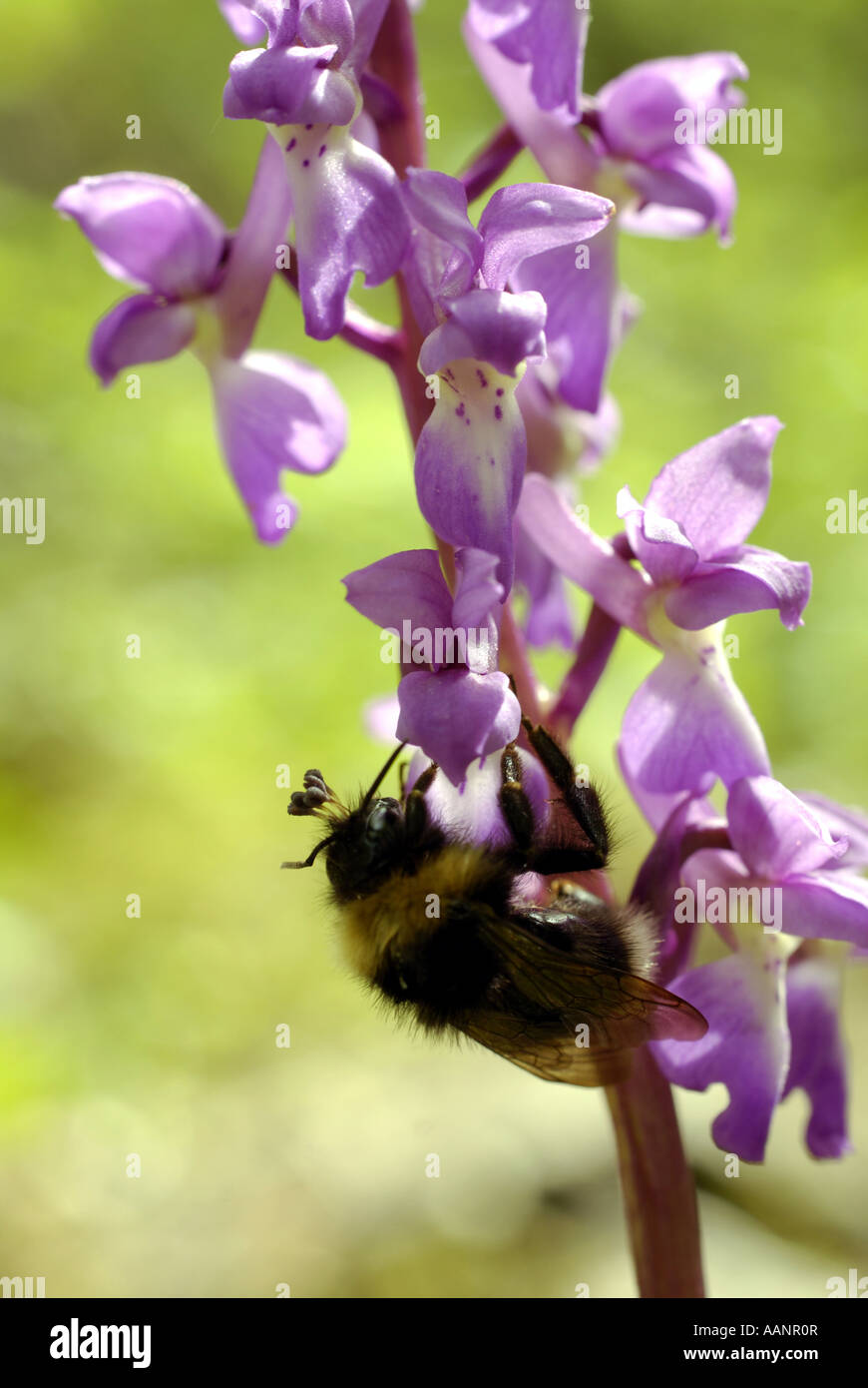 Frühe lila Orchidee. Stockfoto