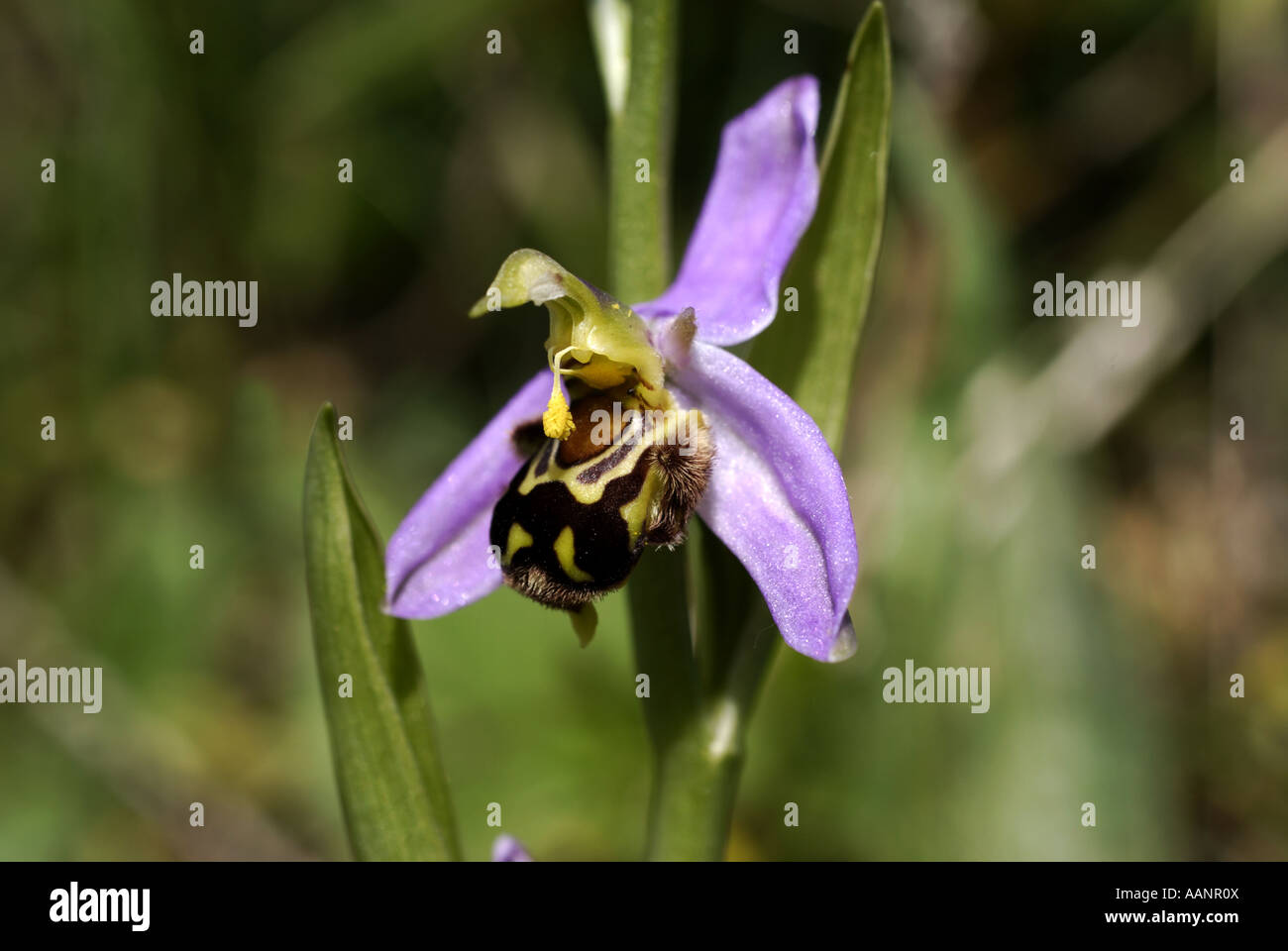 Biene-Orchidee Stockfoto