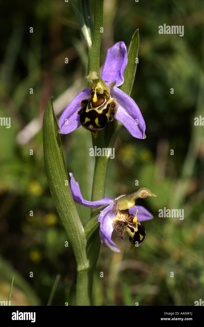 Biene-Orchidee Stockfoto