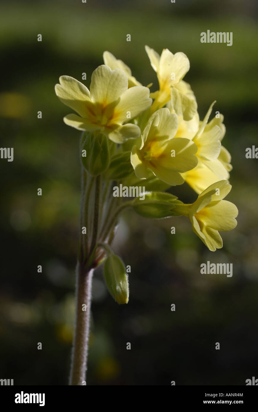 Falsche Oxlip. Stockfoto