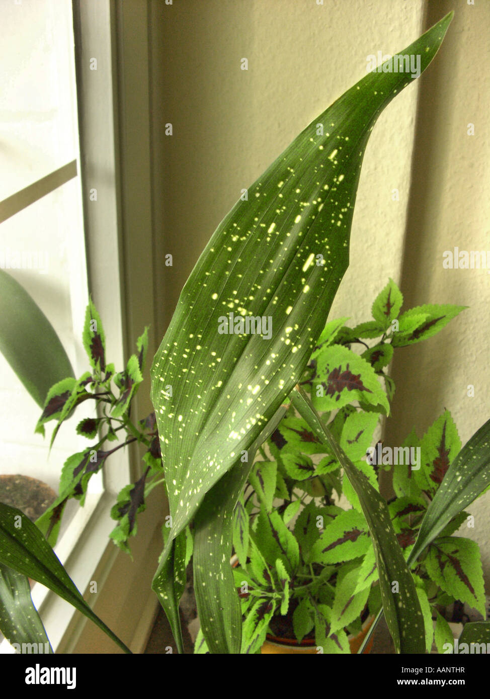 Gusseisen-Pflanze (Aspidistra Elatior 'Milky Way', Aspidistra Elatior Milchstraße), Topfpflanze auf der Fensterbank mit gemalten nettl Stockfoto