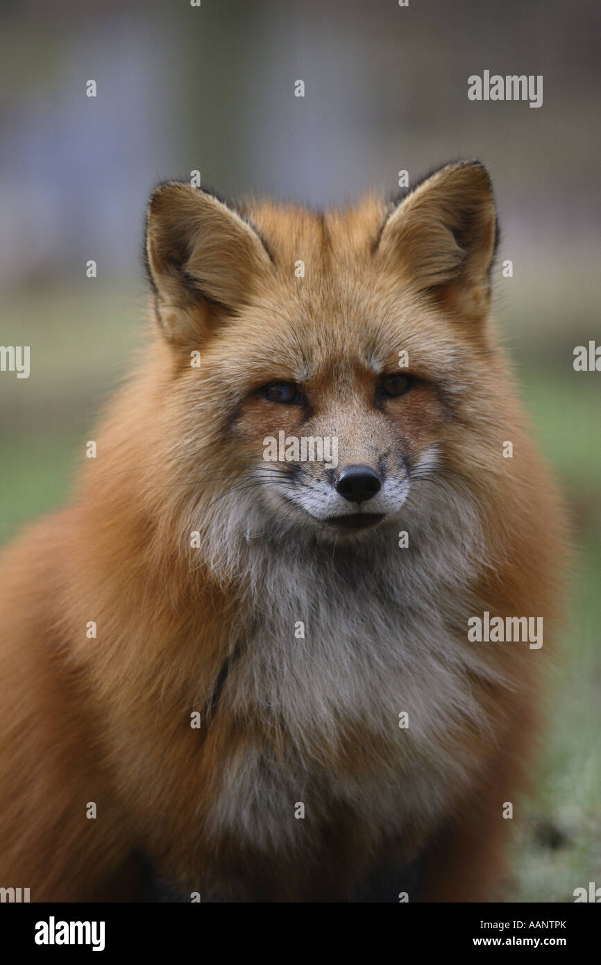 Rotfuchs (Vulpes Vulpes), portrait Stockfoto