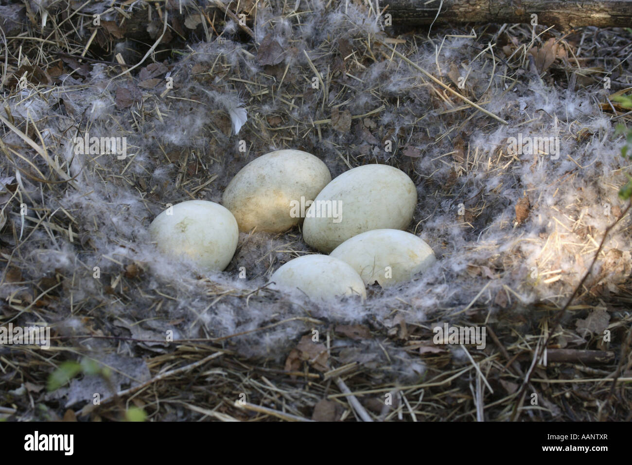 Kanadagans (Branta Canadensis), Eiern, Deutschland Stockfoto