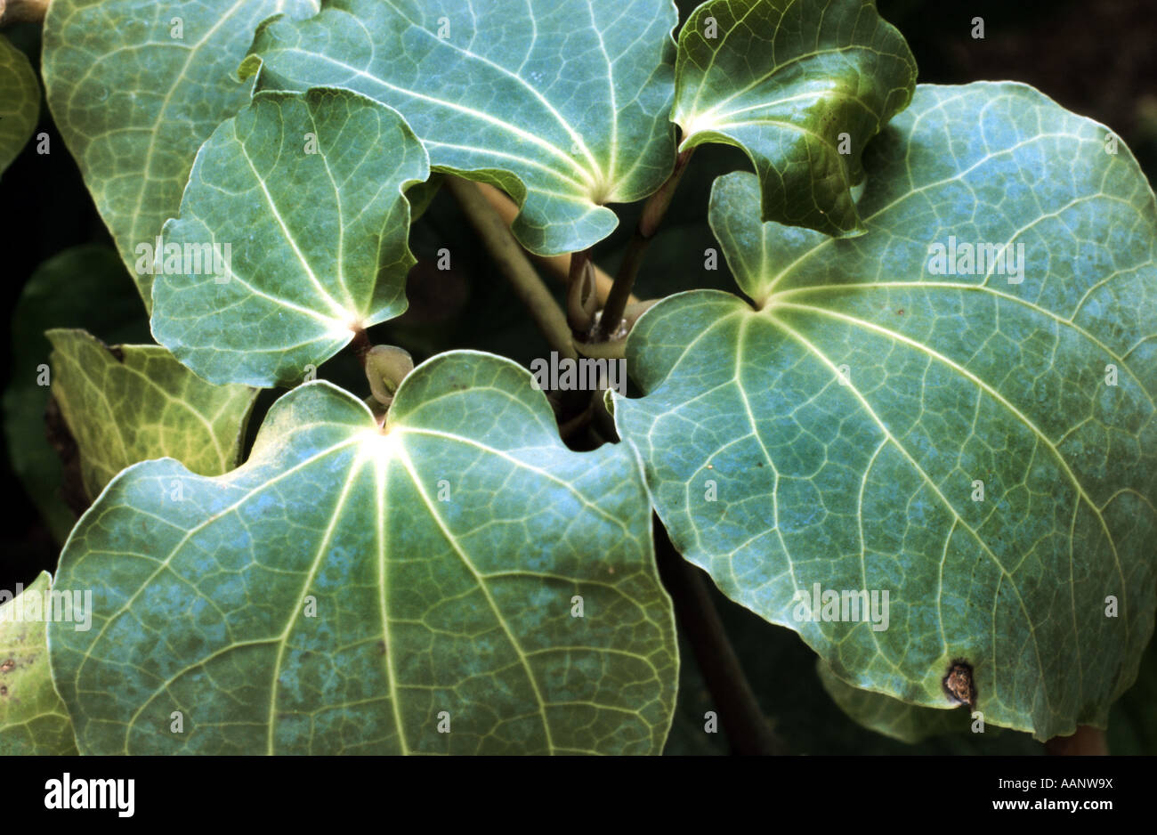 Kava-Kava, Kawa, Kawa, Kava-Pfeffer (Piper Methysticum), Blätter, Heilpflanze zur Sedierung Stockfoto