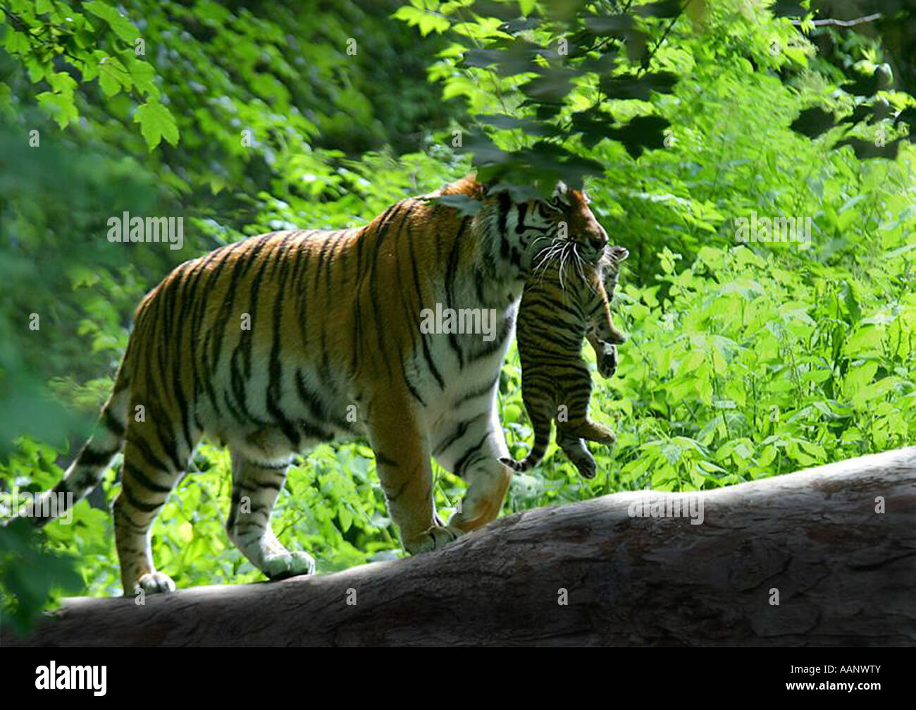Sibirische Tiger, Amurian Tiger (Panthera Tigris Altaica), Mutter mit Jungtier in den Mund Stockfoto