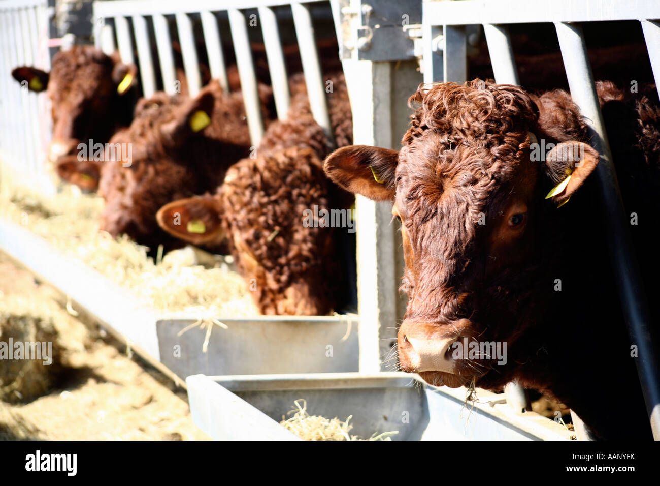 Rubin Rot Rinderfütterung auf Bauernhof in Devon, England Stockfoto