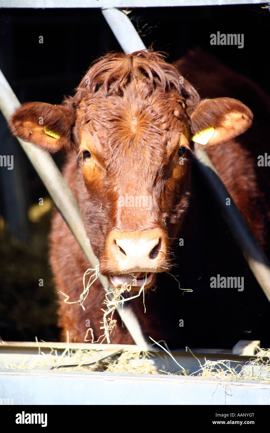 Rubin Rot Rinderfütterung auf Bauernhof in Devon, England Stockfoto