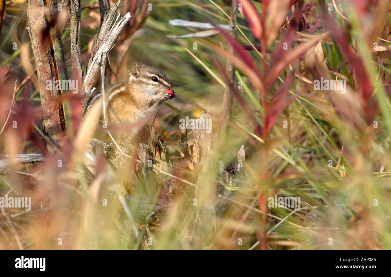 Chipmonk, gesehen bei Ericksons Woodcamp, Yukon River, Yukon, Kanada Stockfoto
