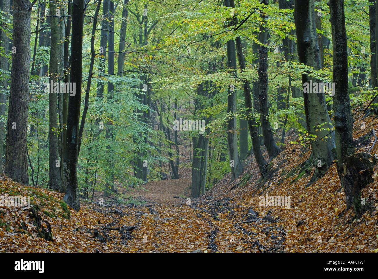 Rotbuche (Fagus Sylvatica), Waldweg in Beech Grove im Frühjahr, Germany, North Rhine-Westphalia, NSG Furlbachtal Stockfoto