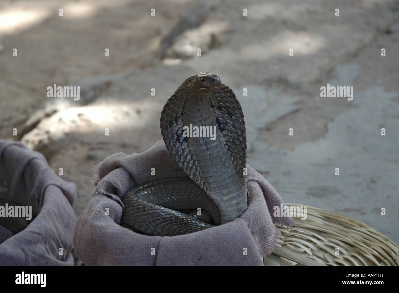 Kobra (Naja, spec.), Cobra ein Schlangenbeschwörer, Indien, Delhi, Old Delhi Stockfotografie - Alamy