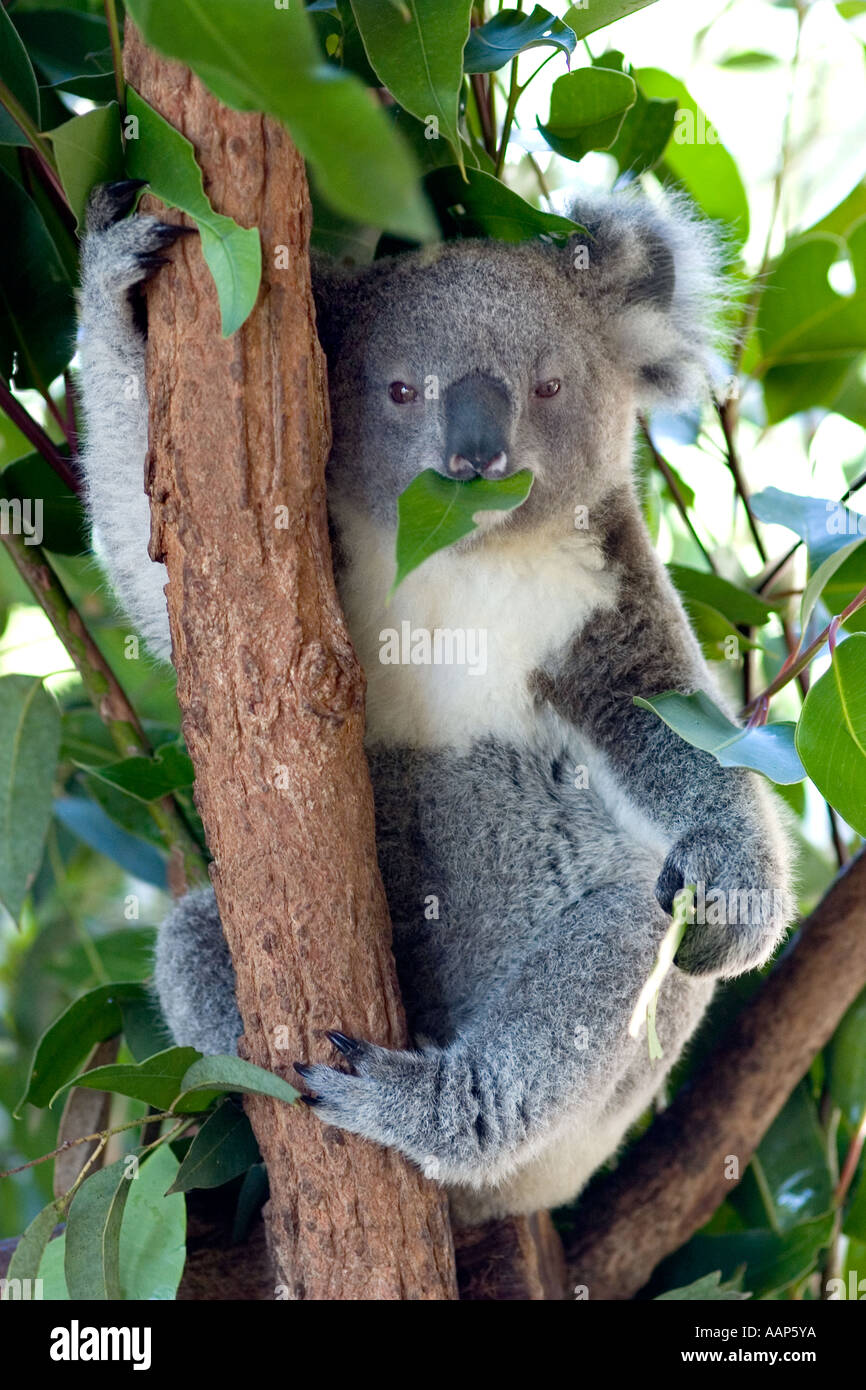 Was Fressen Koalas