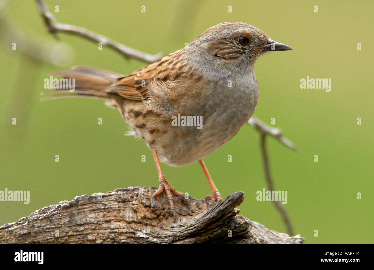 Heckenbraunelle (Prunella Modularis) auch bekannt als Hedge Sparrow oder Hedge beobachtet Stockfoto