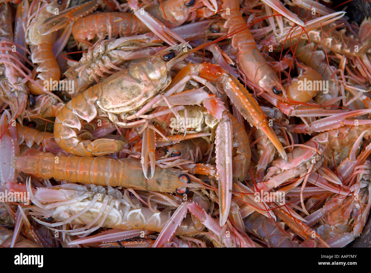 Fang des Dublin Bay Garnelen Nephrops Norvegicus aus schottischen Trawlers aka Langusten scampi Stockfoto