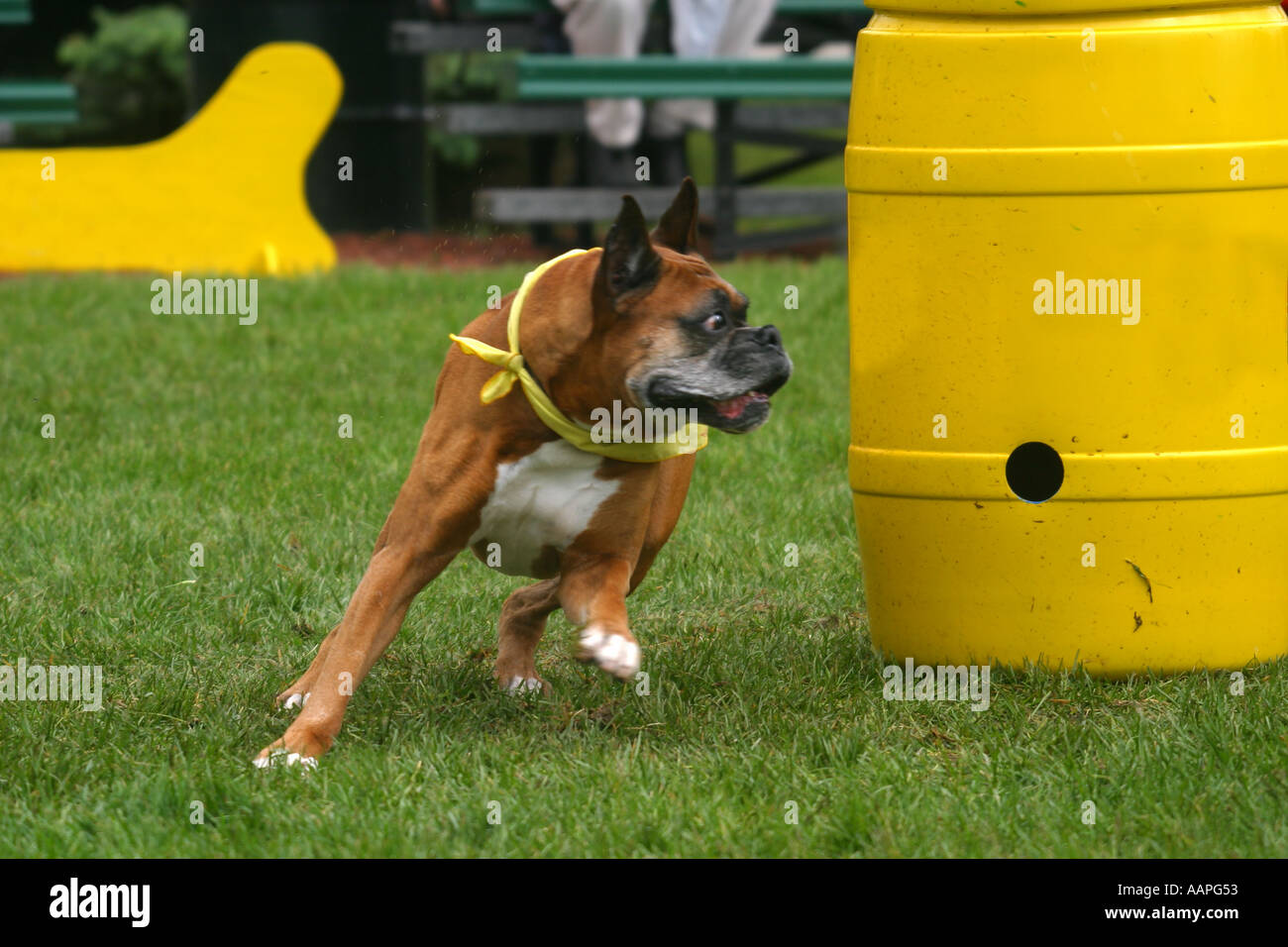 Alle Rassen Hund anzeigen Stockfoto