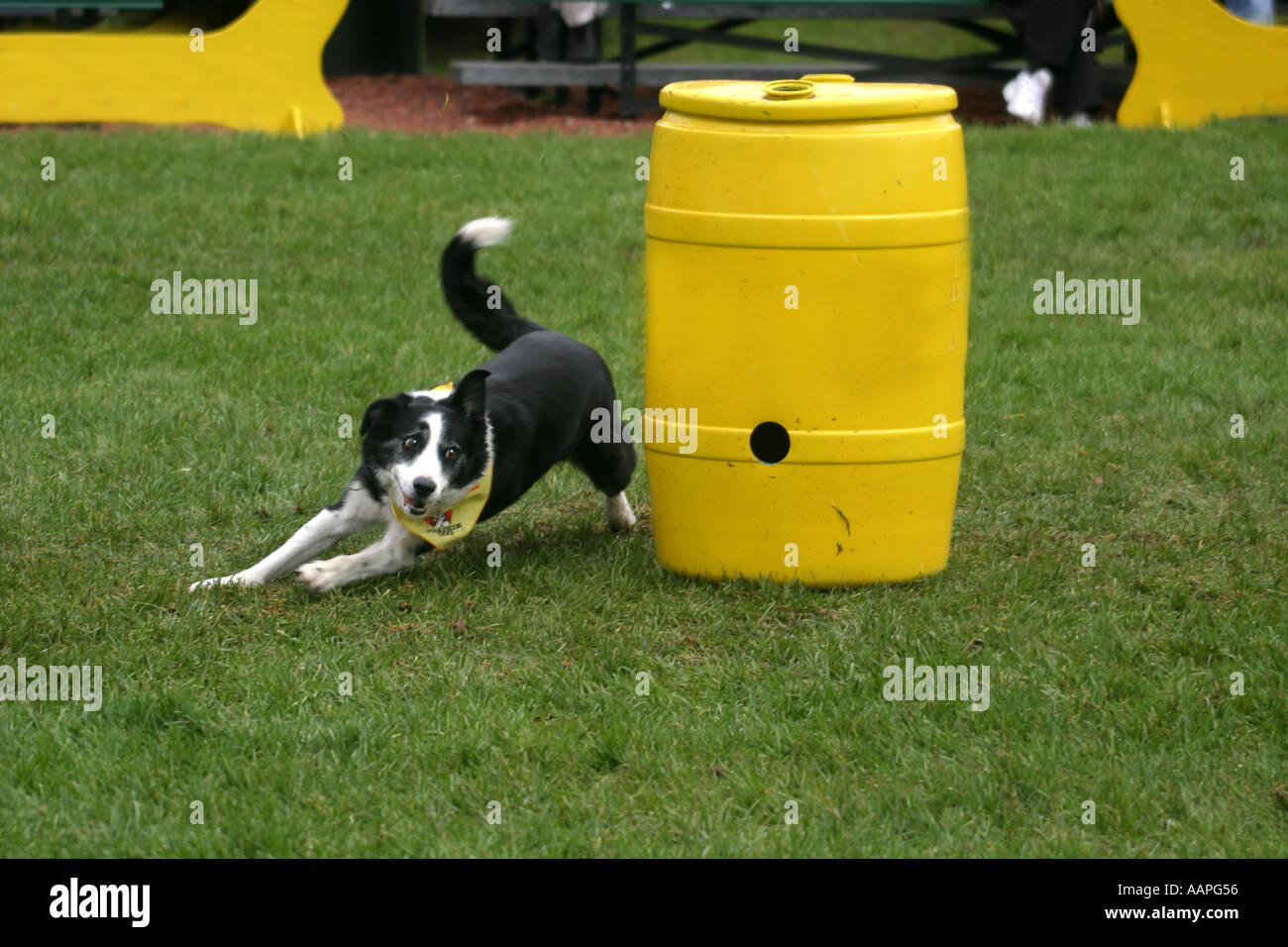 Alle Rassen Hund anzeigen Stockfoto