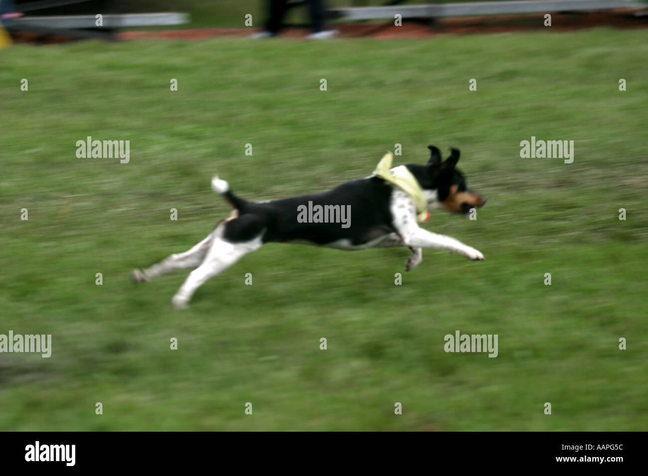 Alle Rassen Hund anzeigen Stockfoto