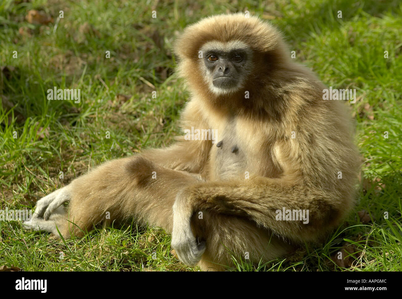 Einen erwachsenen Lar Gibbon sitzen auf dem Boden und direkt auf die Kamera (Hylobates lar) Stockfoto