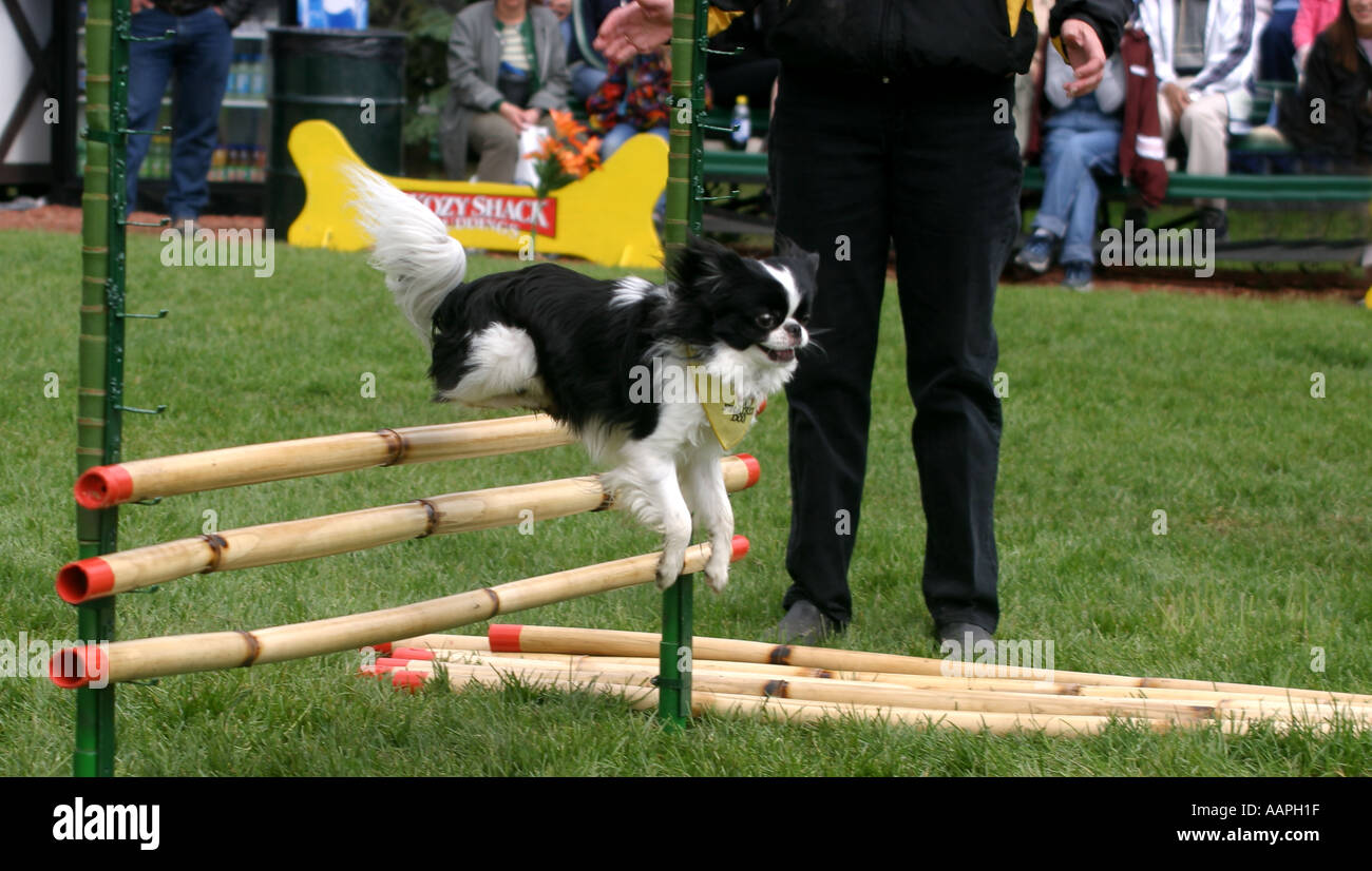 Alle Rassen Hund anzeigen Stockfoto