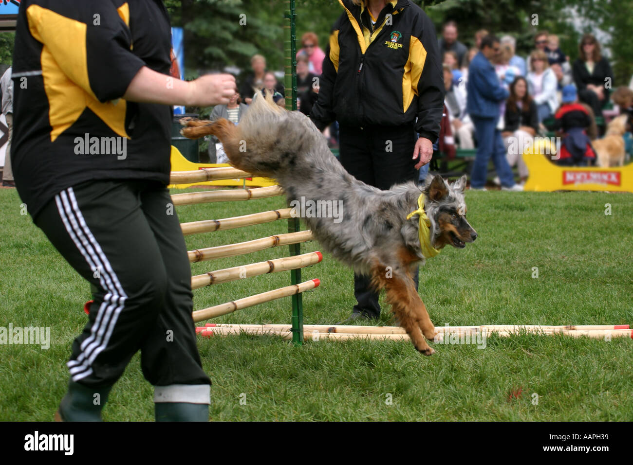 Alle Rassen Hund anzeigen Stockfoto