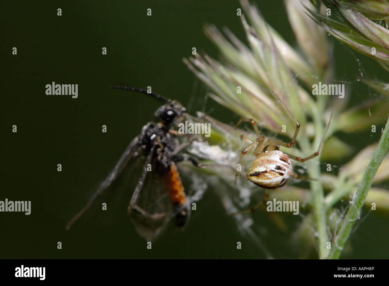 Spinne fangen Wespe (Theridion Impressum und Blattwespen) Stockfoto