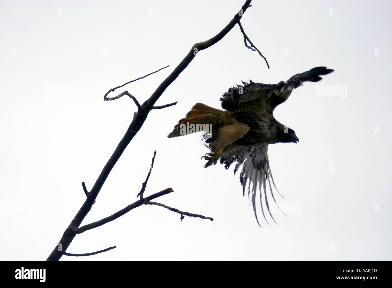 Vögel von Nordamerika gemeinsame Rabe, Corvus corax Stockfoto