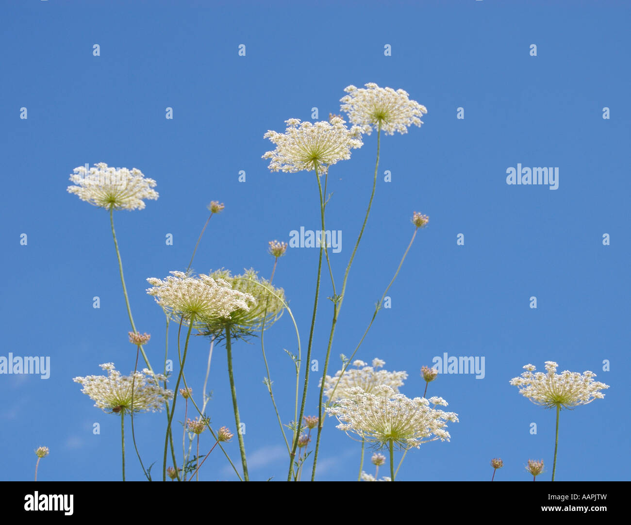 Muster der Kuh Petersilie gegen blauen Himmel Stockfoto