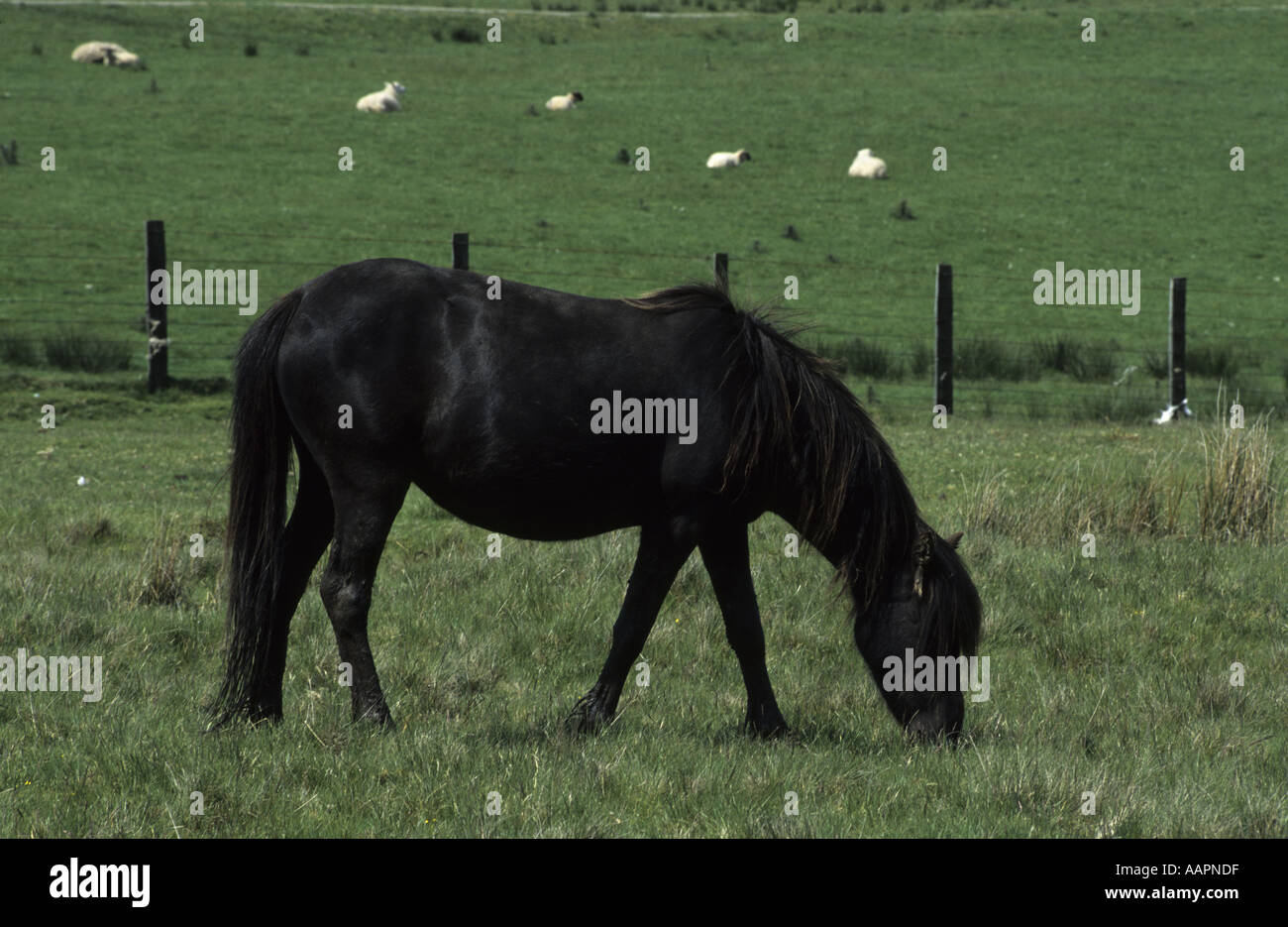 Welsh Mountain Pony am Hang in der Nähe von Newtown, Powys, Wales, UK Stockfoto