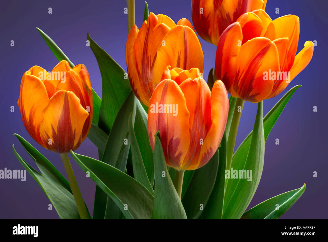 Blumen Stockfoto