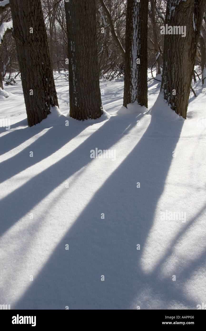 Baumstämme und Schatten auf dem Schnee Stockfoto