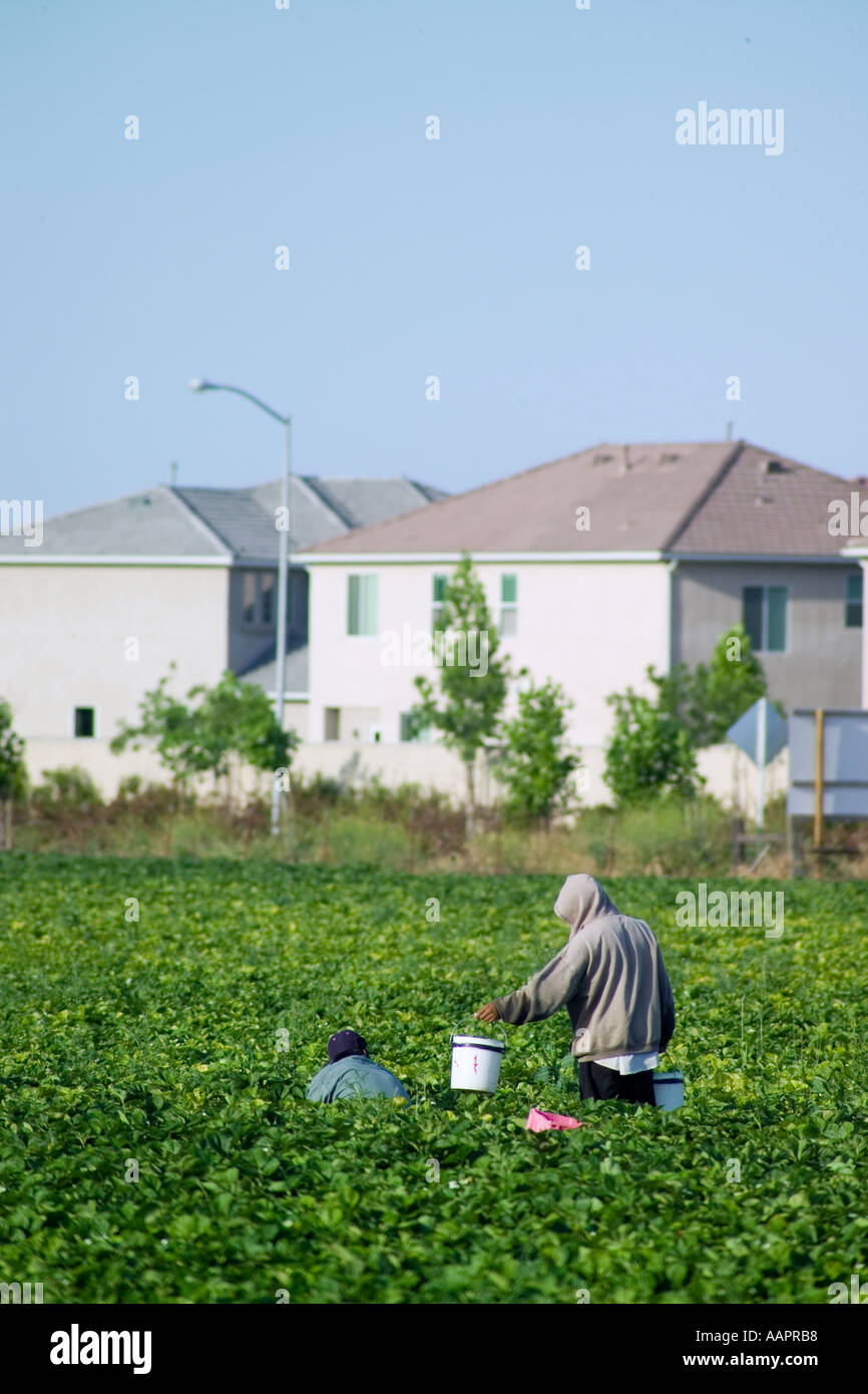 Landarbeiter, die Ernte Strawberrier im zentralen Kalifornien Housing Trakt Stockfoto