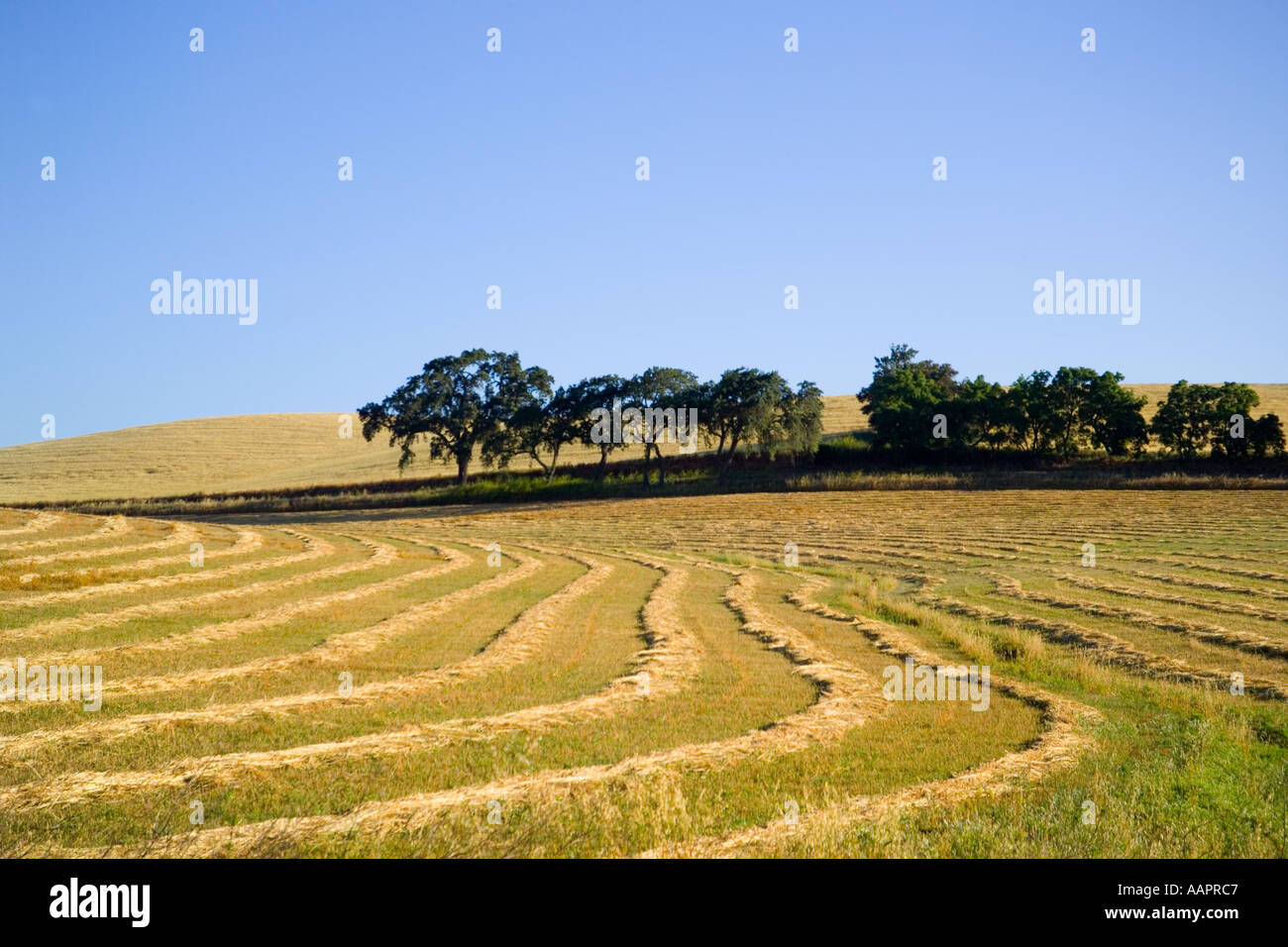 Reihen von Weizengras in Kalifornien mit Eichen im Hintergrund Stockfoto