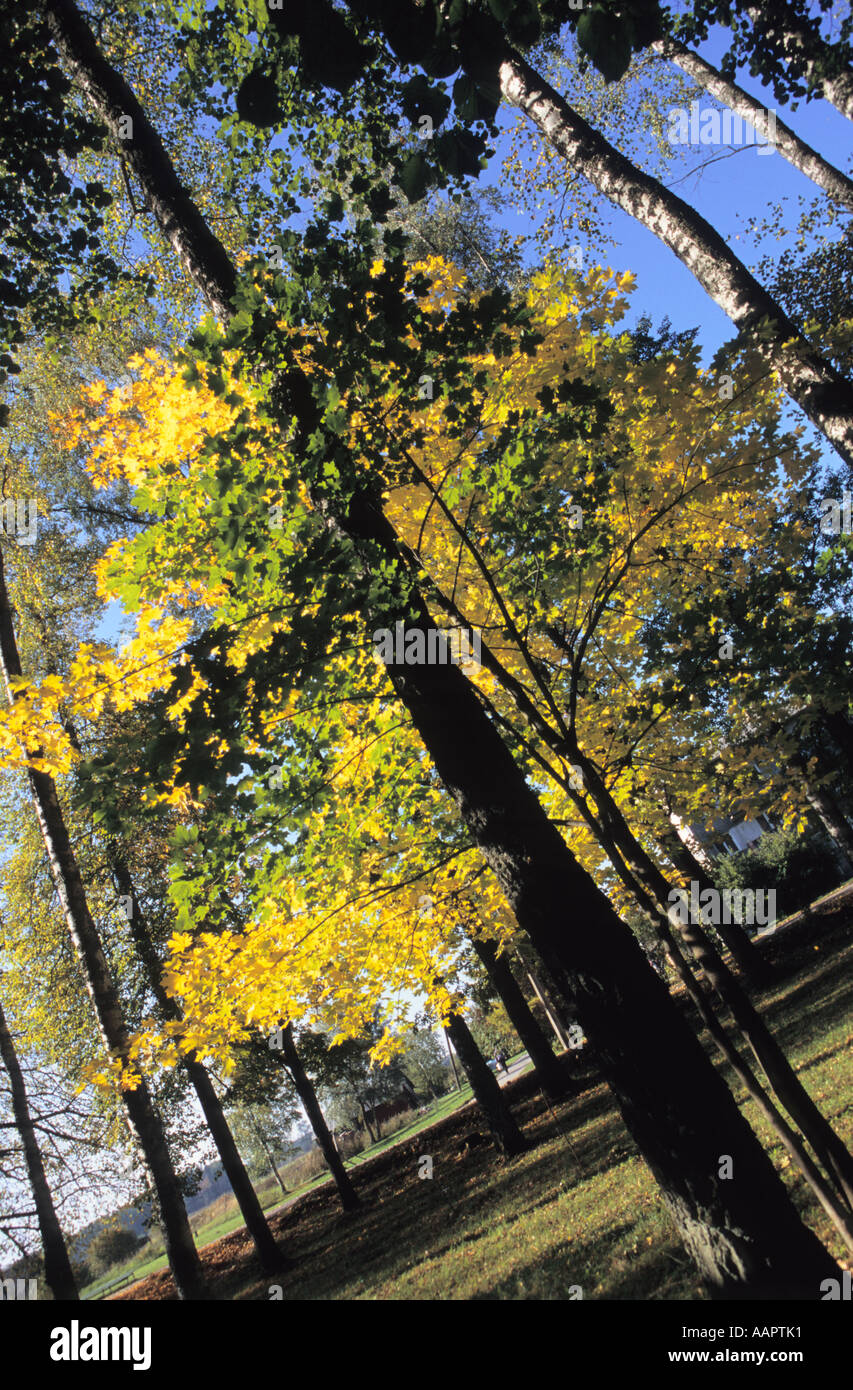 Goldener Herbst im Mezotne Park in der Nähe Fluss Lielupe Lettland Stockfoto