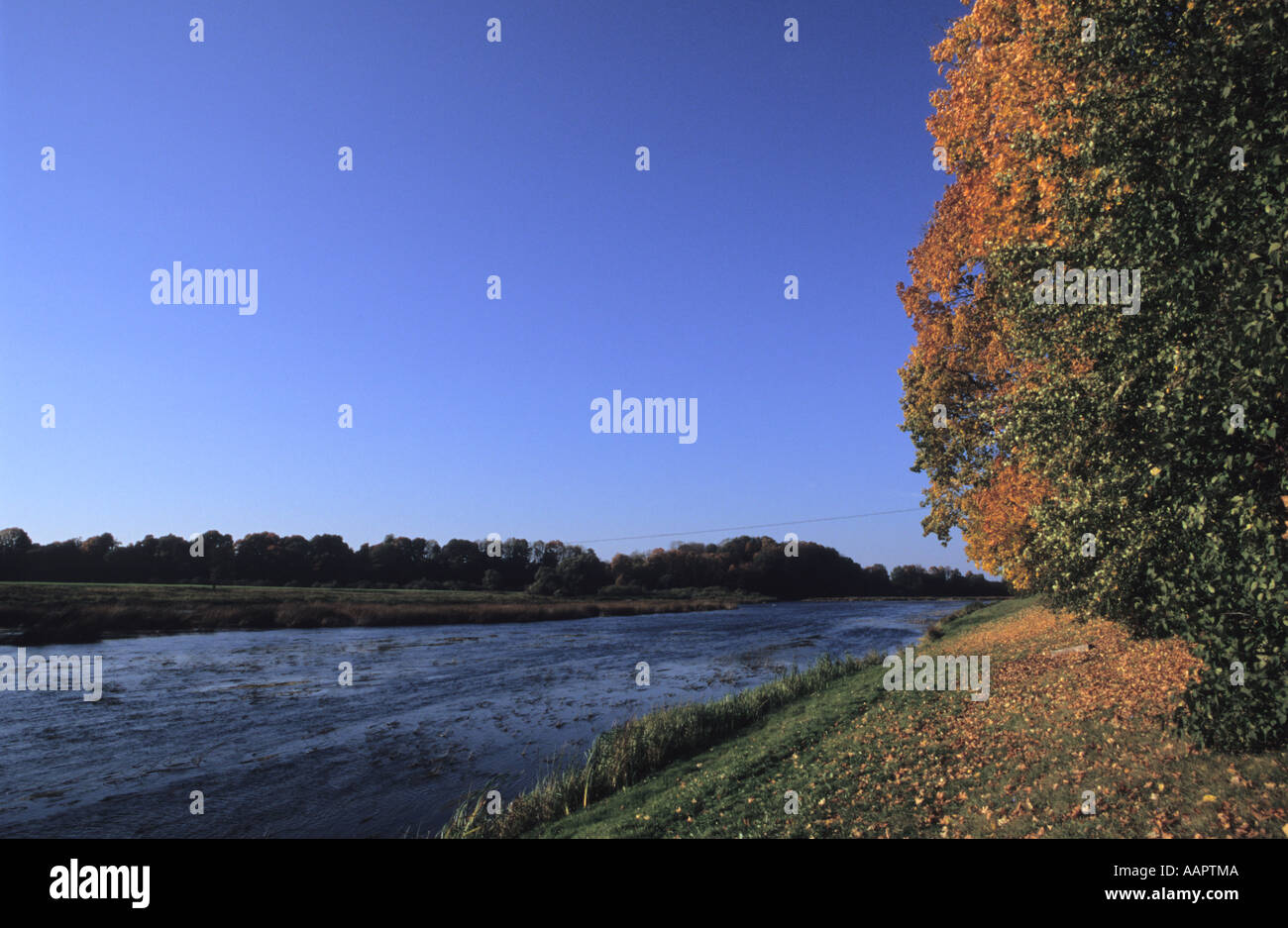 Goldener Herbst im Mezotne Park in der Nähe Fluss Lielupe Lettland Stockfoto
