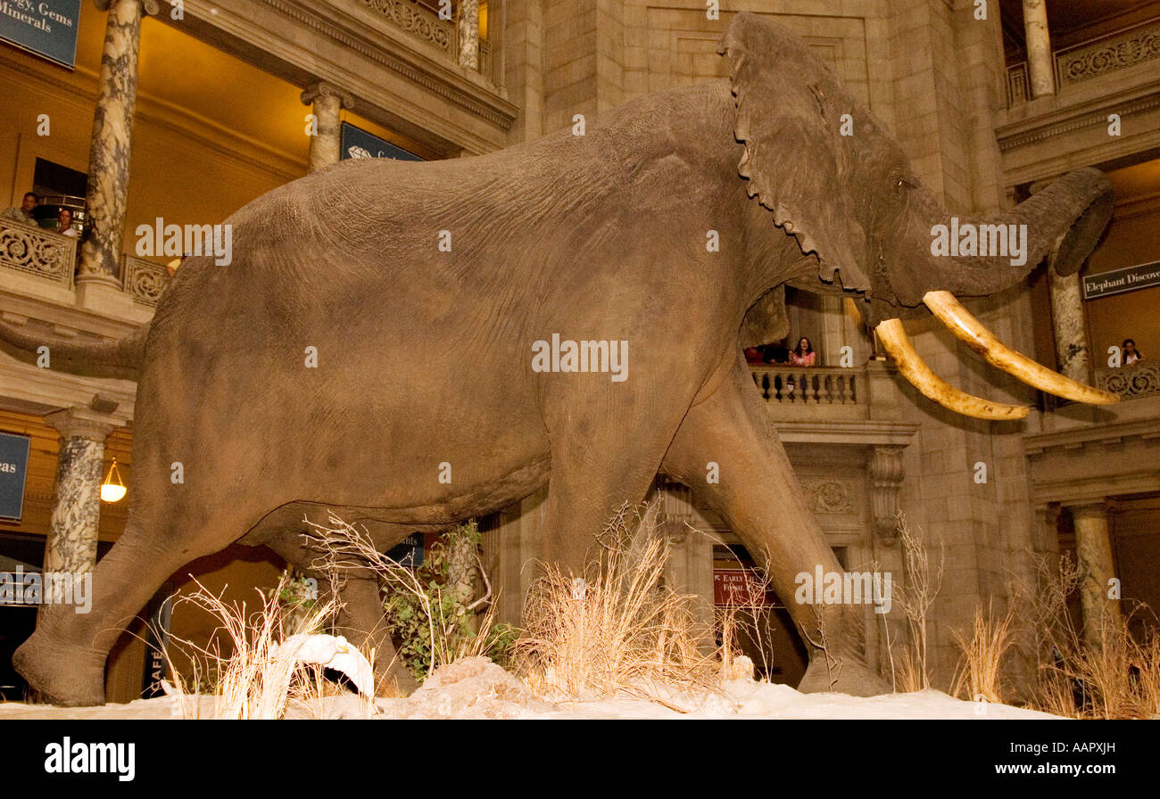 Mammoth Display Museum of Natural History in Washington DC, USA Stockfoto