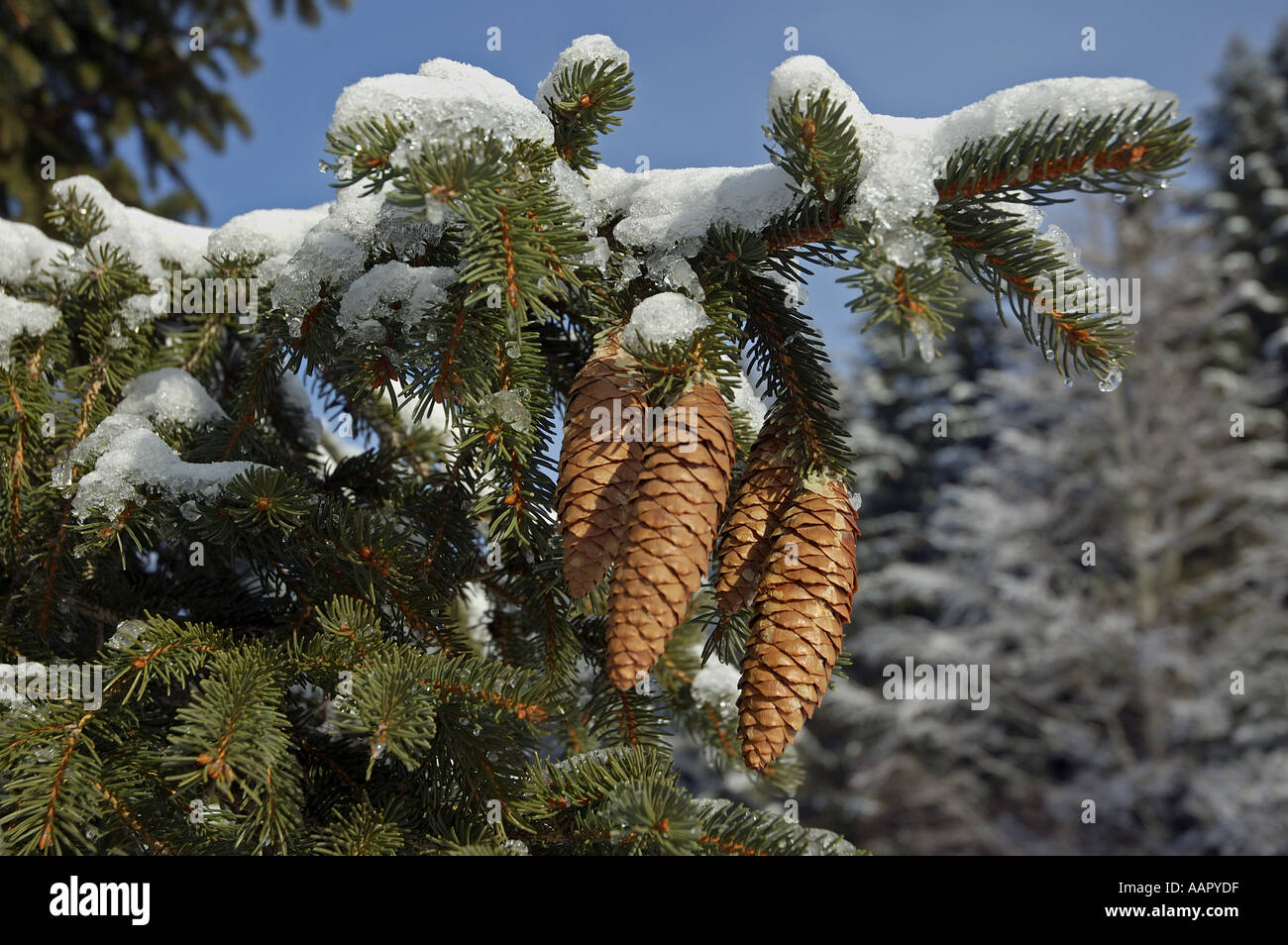 Tanne Baum Zapfen und Zweige mit Schnee im winter Stockfoto
