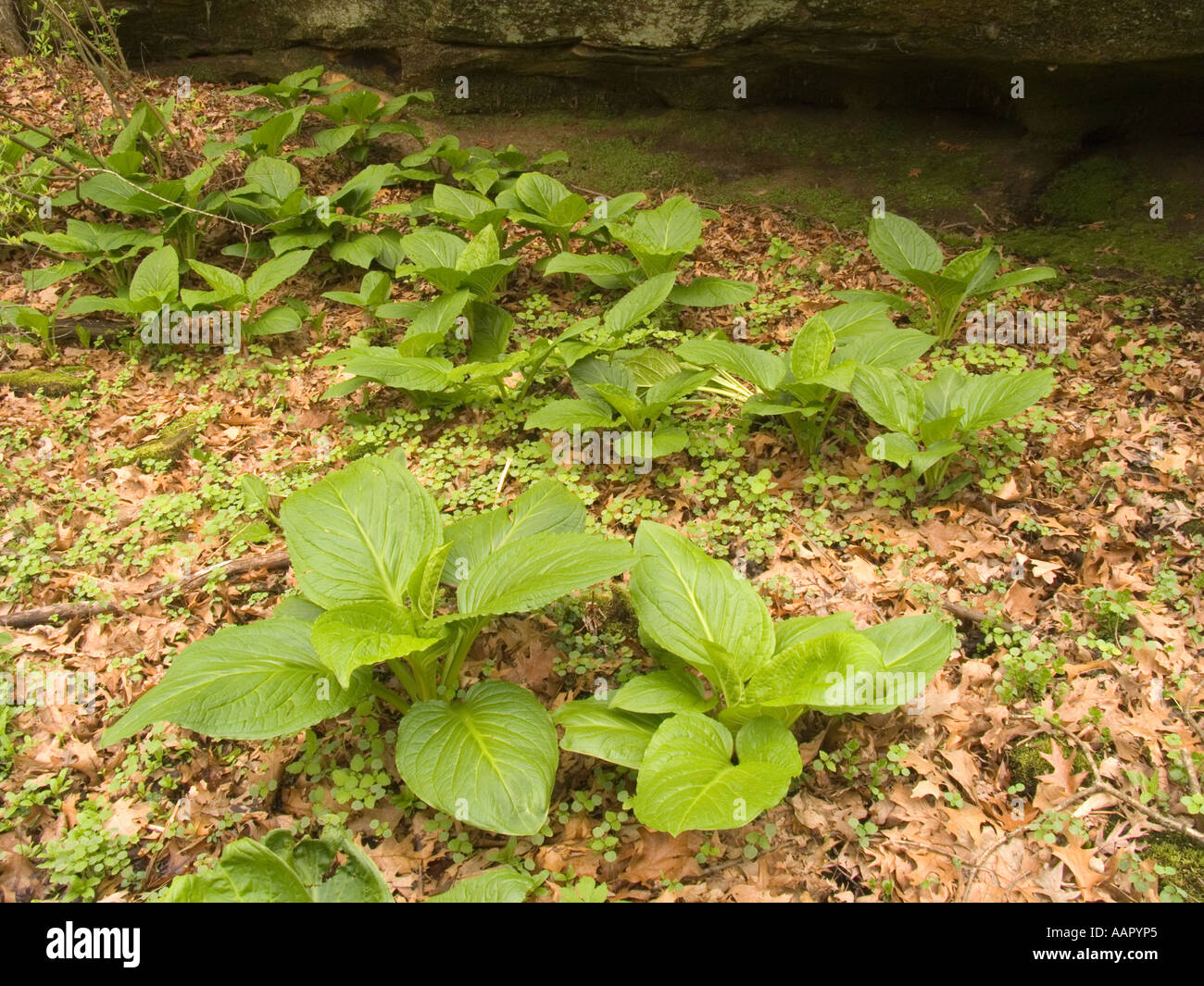 Stinktier Kohl Symplocarpus Foetidus gehungert Rock State Park (Illinois) Stockfoto