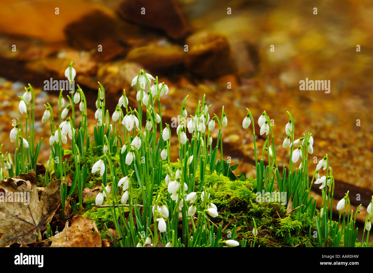 Schneeglöckchen durch den Fluss Avill in Snowdrop Tal in der Nähe von Wheddon Kreuz auf Exmoor in Somerset England wächst. Stockfoto