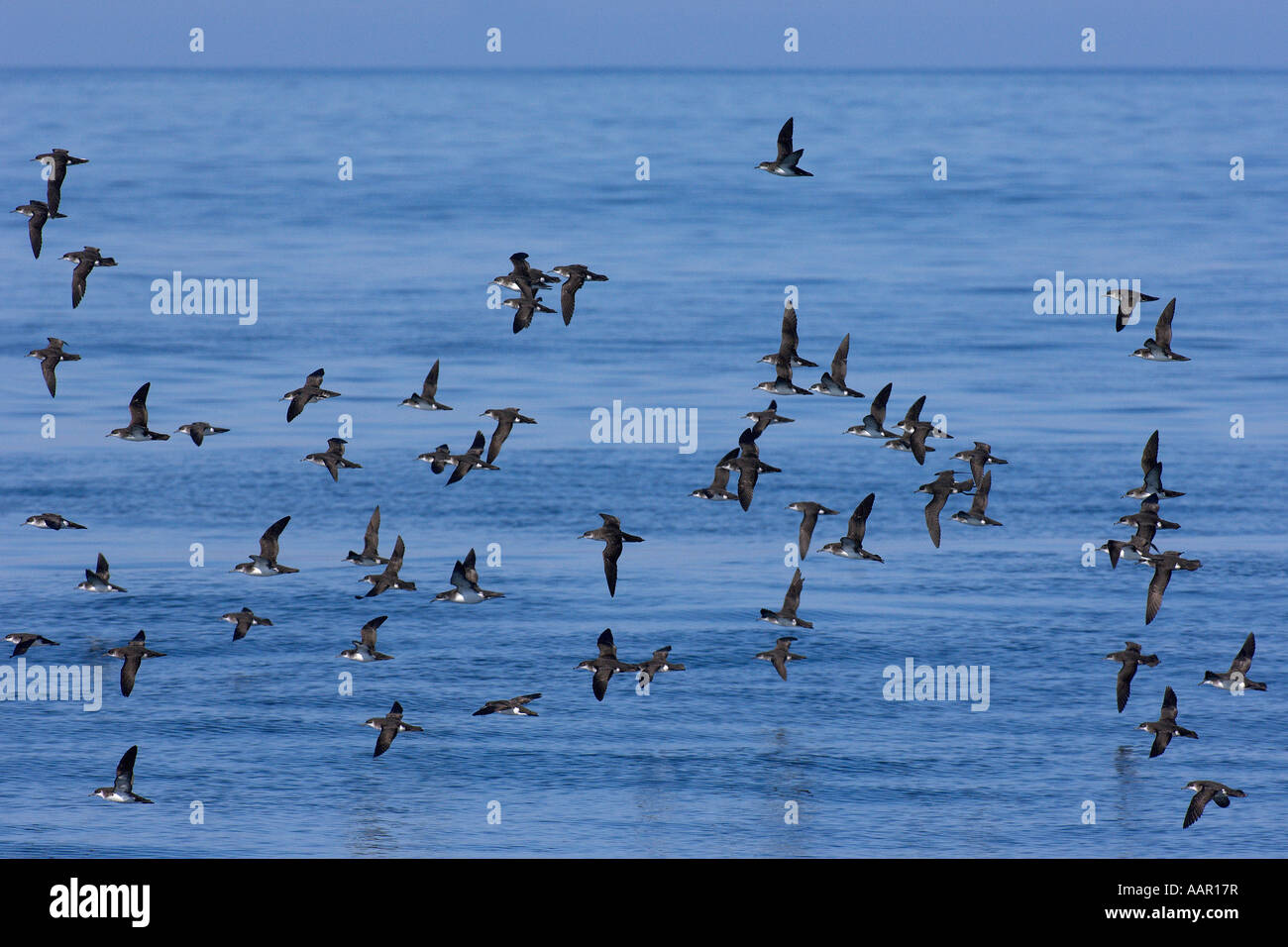 Herde von manx Sturmtaucher Puffinus Puffinus im Flug über ruhige See in der Nähe von Isle of Mull Schottland Juni Stockfoto