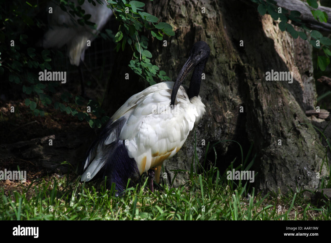 Australische weißer Ibis. (Threskiornis Molukken) Stockfoto