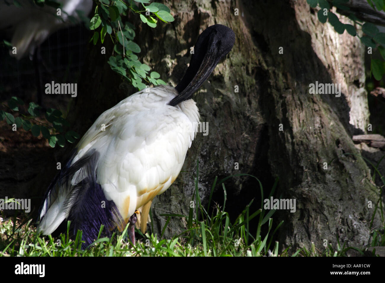 Australische weißer Ibis. (Threskiornis Molukken) Stockfoto