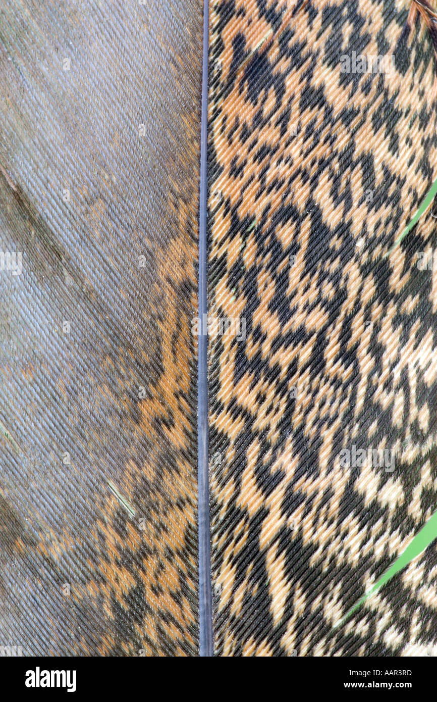 Nahaufnahme einer Feder Stockfoto