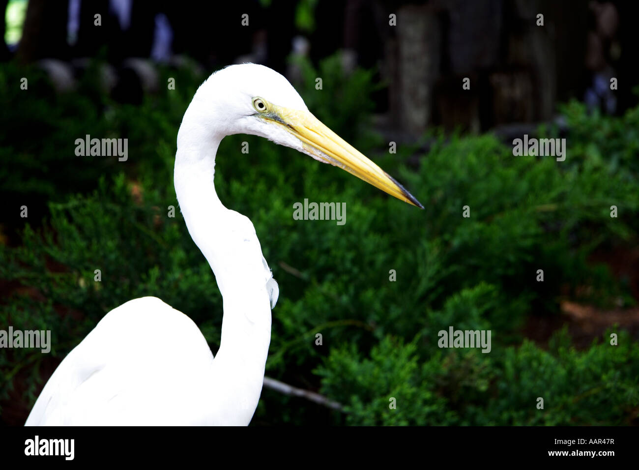 Große weiße Reiher (Ardea (Herodias) Occidentalis). Stockfoto