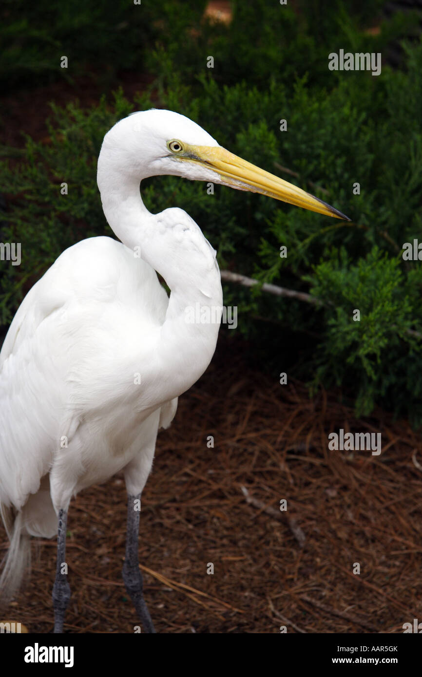 Große weiße Reiher (Ardea (Herodias) Occidentalis). Stockfoto