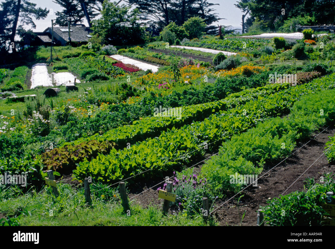 Bio-Gemüsegarten mit Schnittlauch-Karotten-Mangold-Salat und weitere Esalen Institute Big Sur California Stockfoto