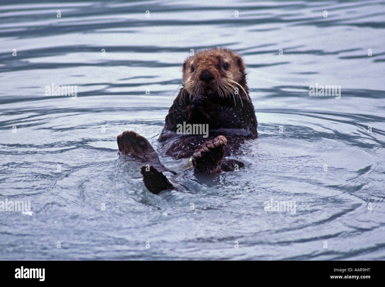 SEA OTTER Enhydra Lutris ALASKA Stockfoto