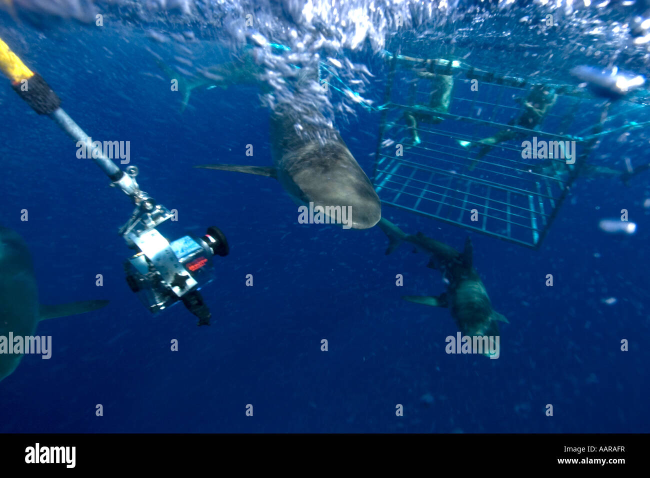 Unterwasser Video Fernkamera Datensätze Käfigtauchen mit Galapagos Haie Carcharhinus Galapagensis Nordküste Oahu Hawaii USA Stockfoto