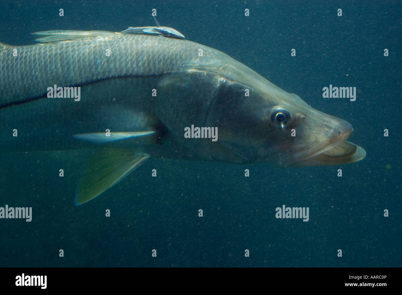 Gemeinsamen Snook Centropomus Undecimalis Homosassa Springs Wildlife State Park Florida USA Stockfoto