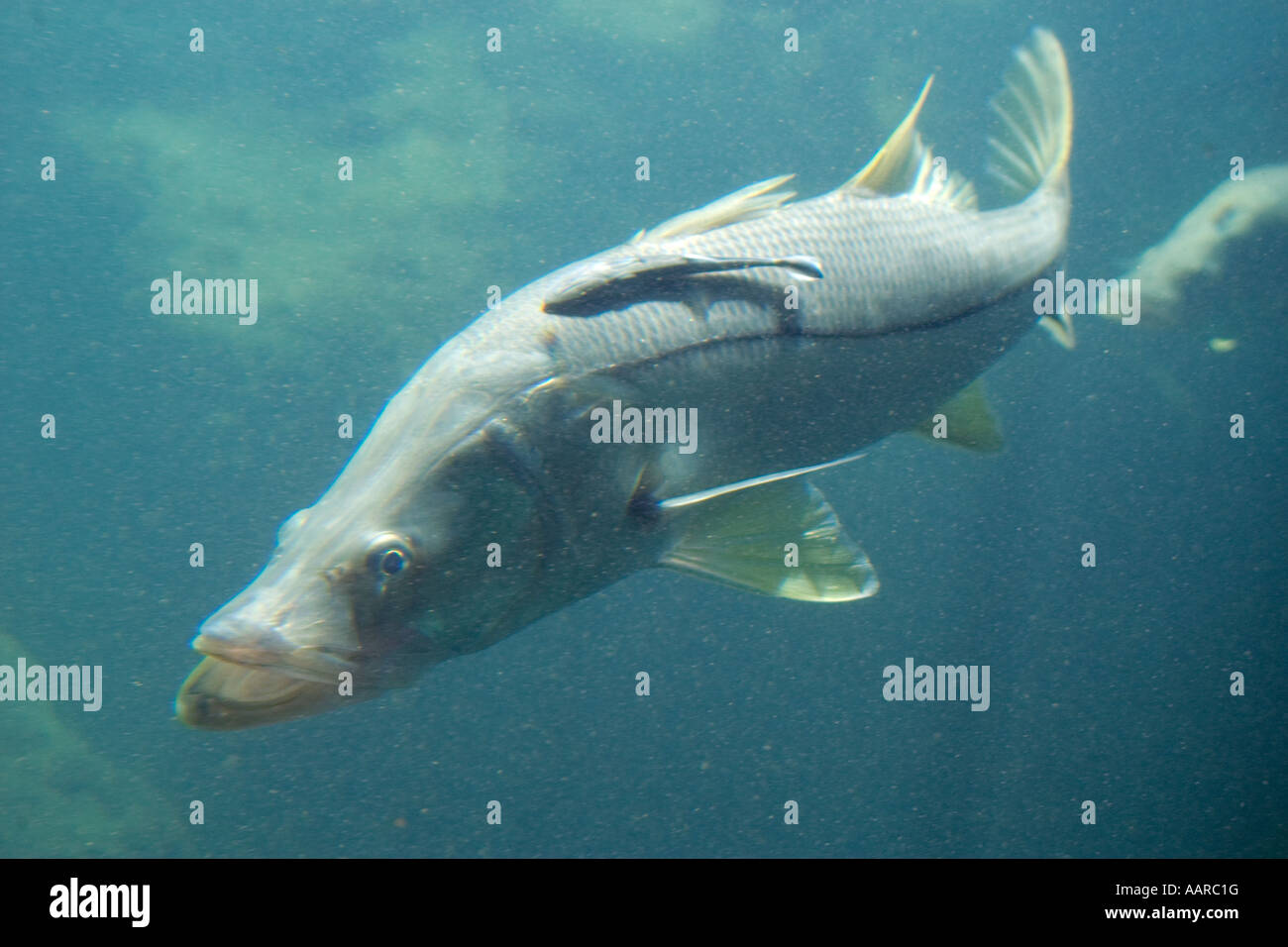 Gemeinsamen Snook Centropomus Undecimalis Homosassa Springs Wildlife State Park Florida USA Stockfoto